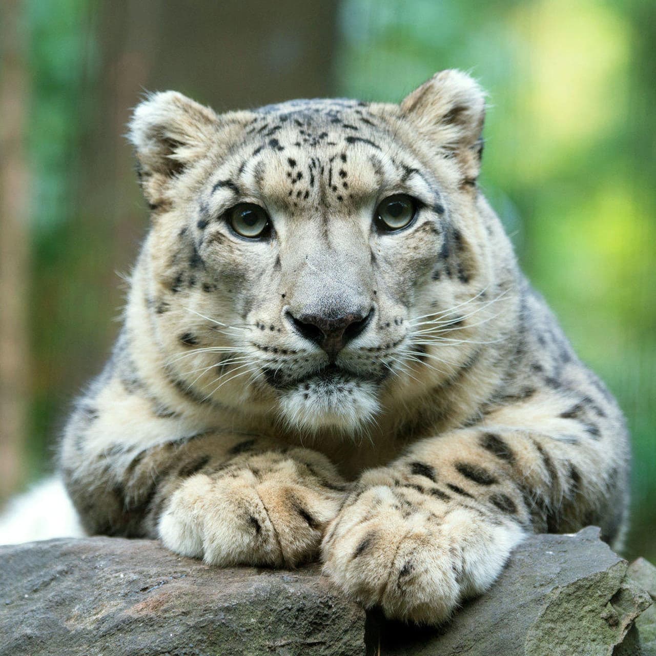 Central Park Zoo - main image
