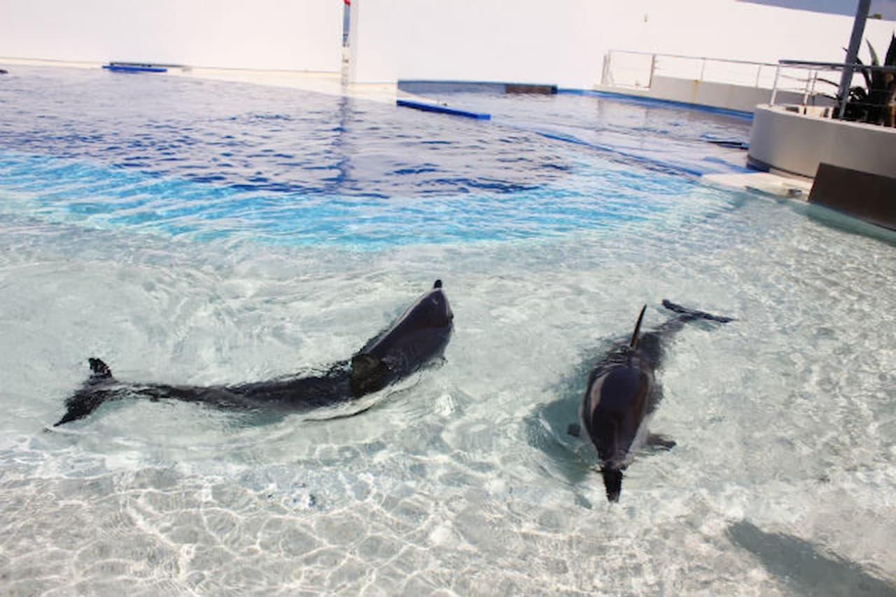 Oita Marine Palace Aquarium Umitamago Ticket - image 11