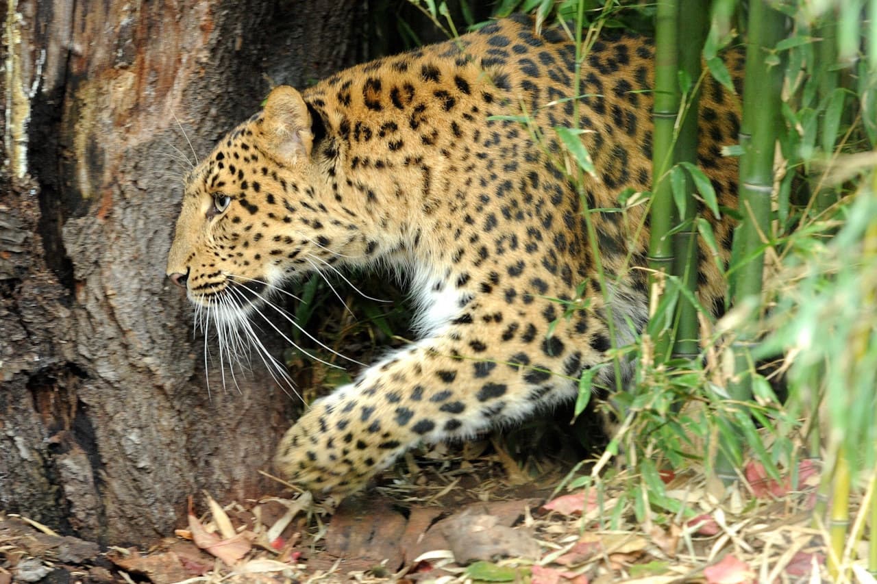 Ménagerie, zoológico del Jardin des Plantes - imagen principal
