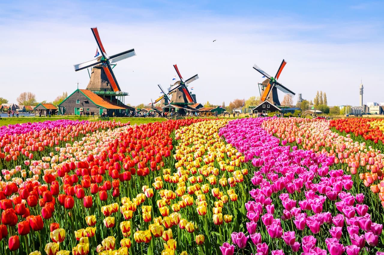 Zaanse Schans Windmill Village Tour with return transfers from Amsterdam - main image