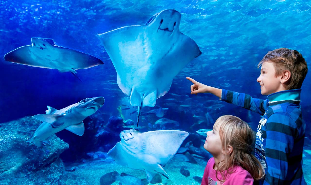 SEA LIFE Konstanz Aquarium Ticket - image 11
