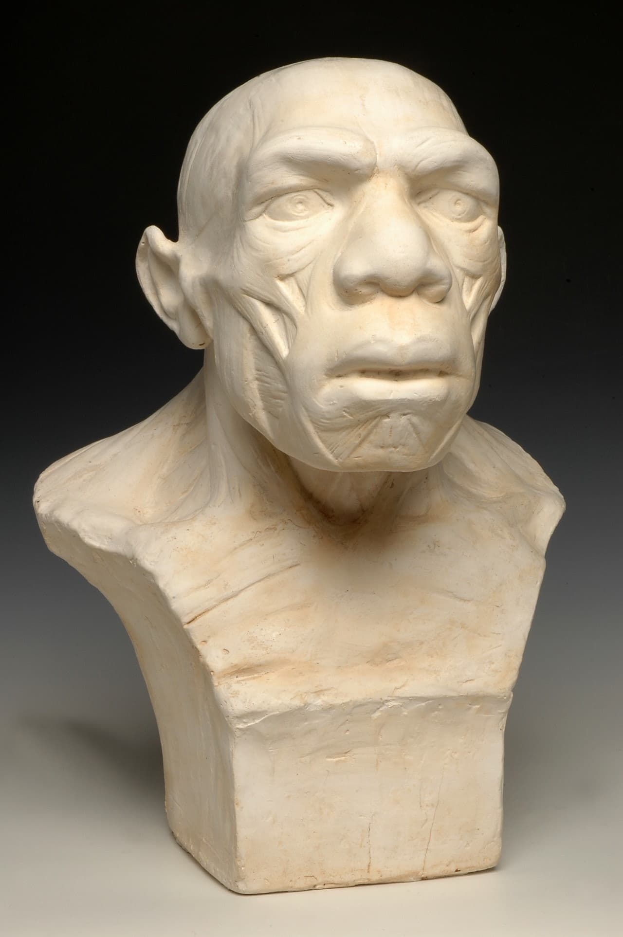 Musée de l'Homme - image 4