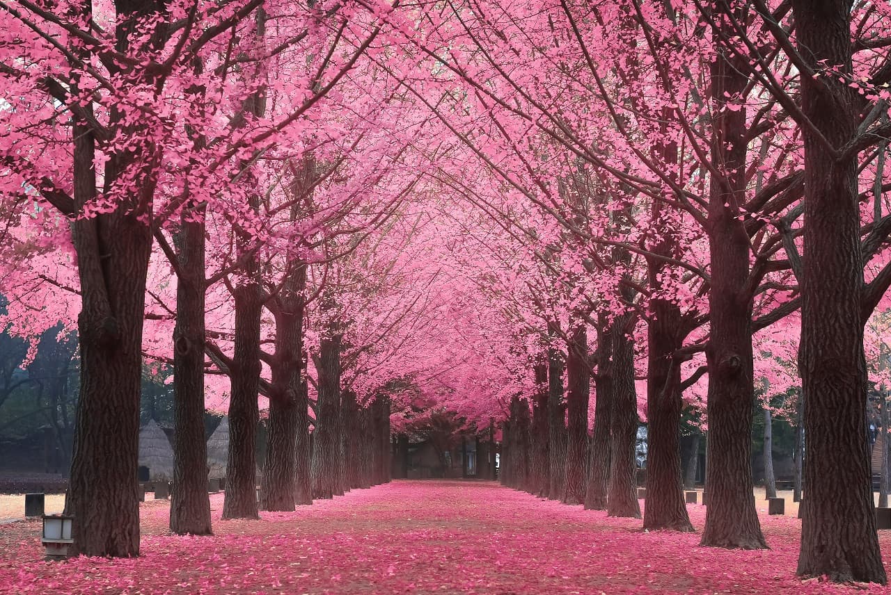 Nami Island Shuttle Bus Transfers from Seoul - image 5