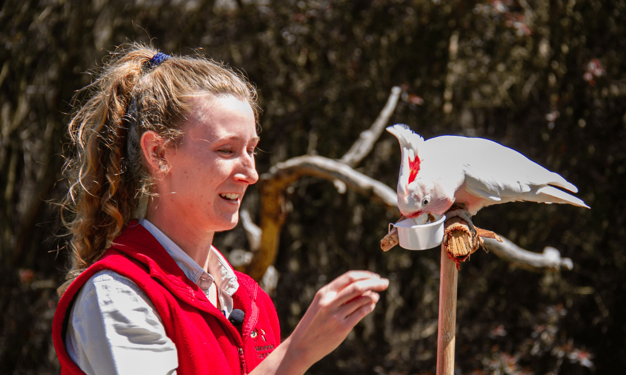Phillip Island with Penguin Parade Eco Tour - image 19