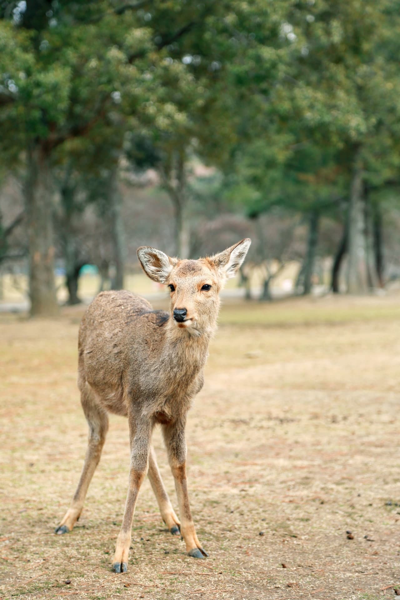 Kyoto and Nara Full-Day Tour from Osaka: Kiyomizudera Area, Fushimi Inari Taisha, Nara Park - image 8