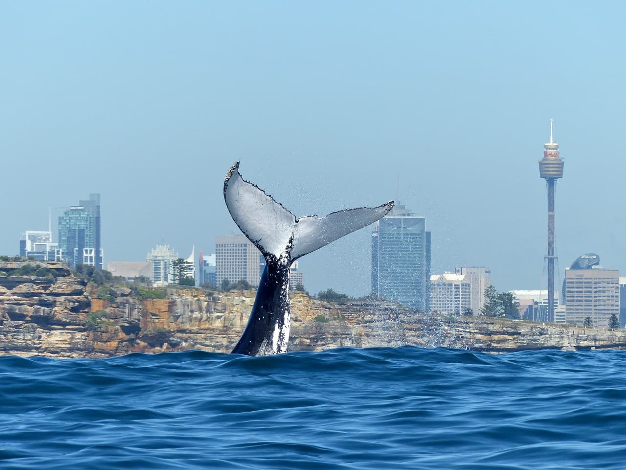 Sydney Whale Watching Cruise with Breakfast or Lunch with Sydney Princess Cruises - imagen 3