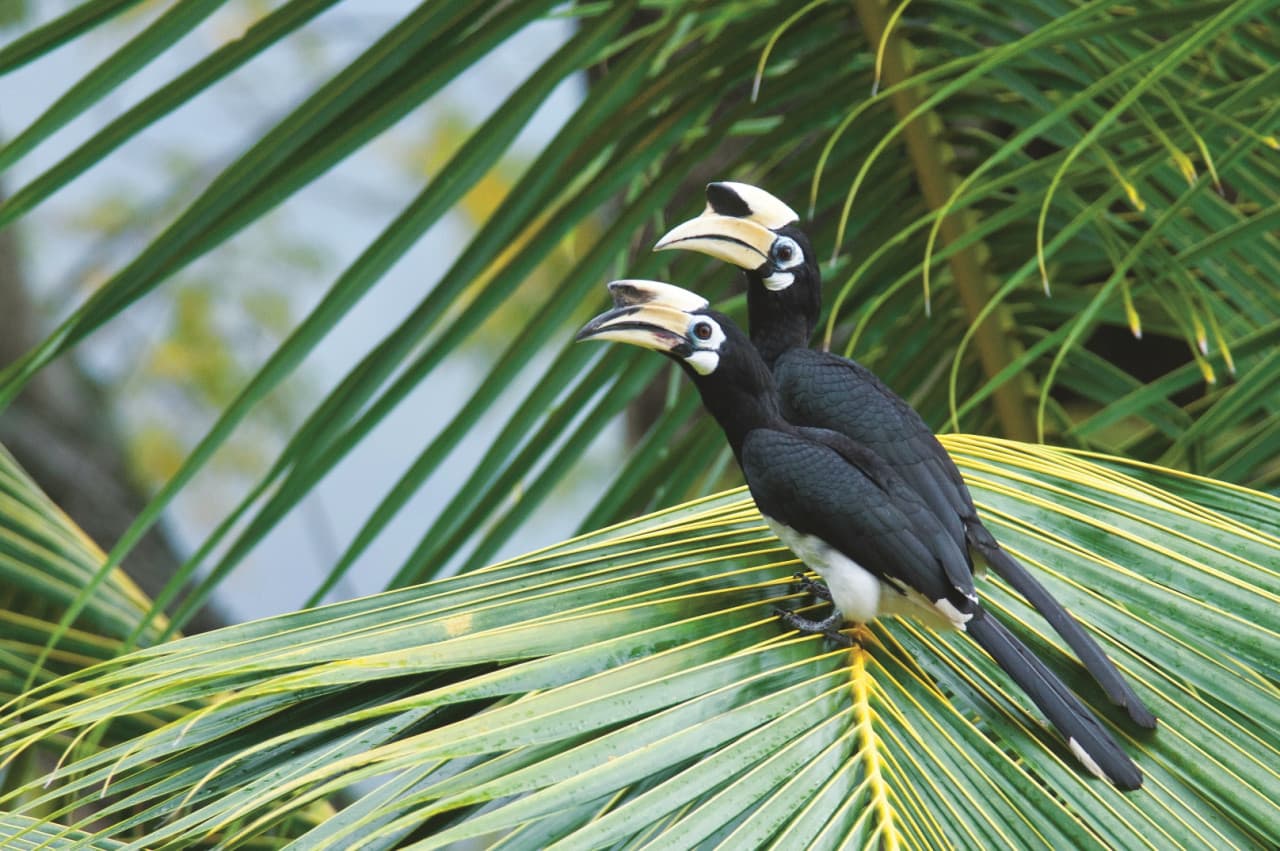 Langkawi Birdwatching Experience Tour - Half Day - image 3