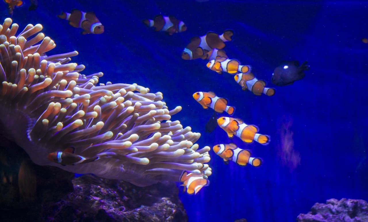 Barcelona Aquarium Ticket - image 2