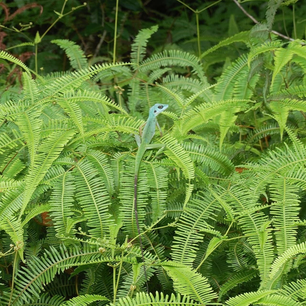 Desaru Riverside Garden Guided Walk - image 5
