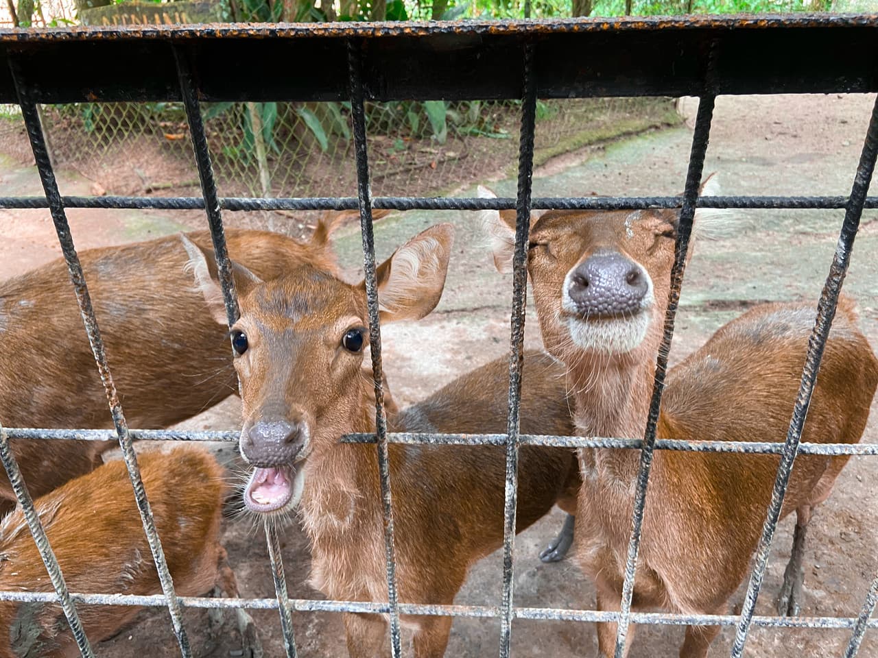Batu Caves and Kuala Gandah Elephant Sanctuary Full-Day Tour from Kuala Lumpur - image 10