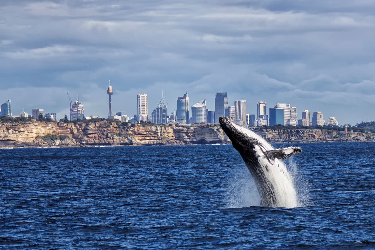 Sydney Whale Watching Cruise with Breakfast or Lunch with Sydney Princess Cruises - imagen principal