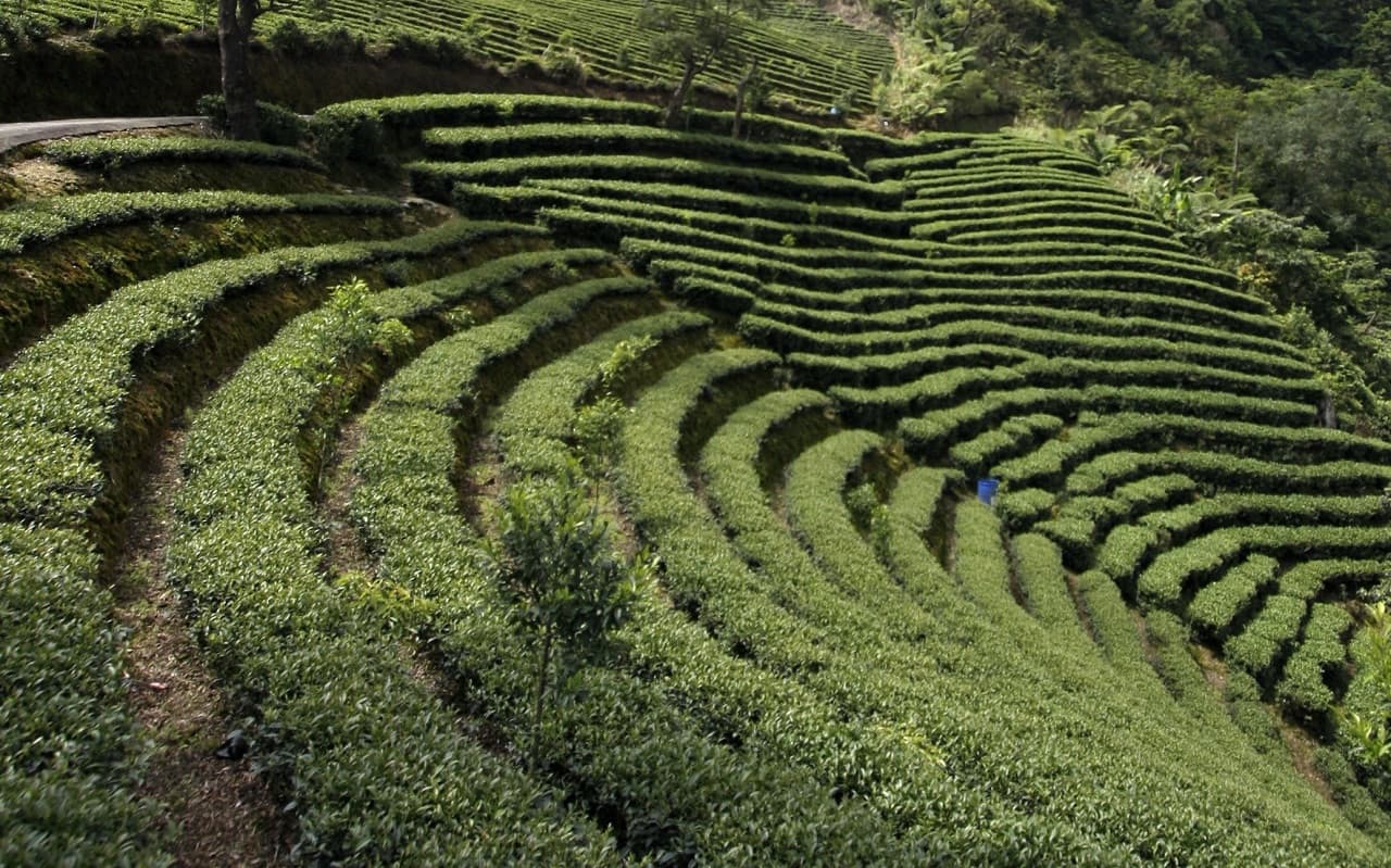Thousand Island Lake and Pinglin Tea Plantation Tour - image 5