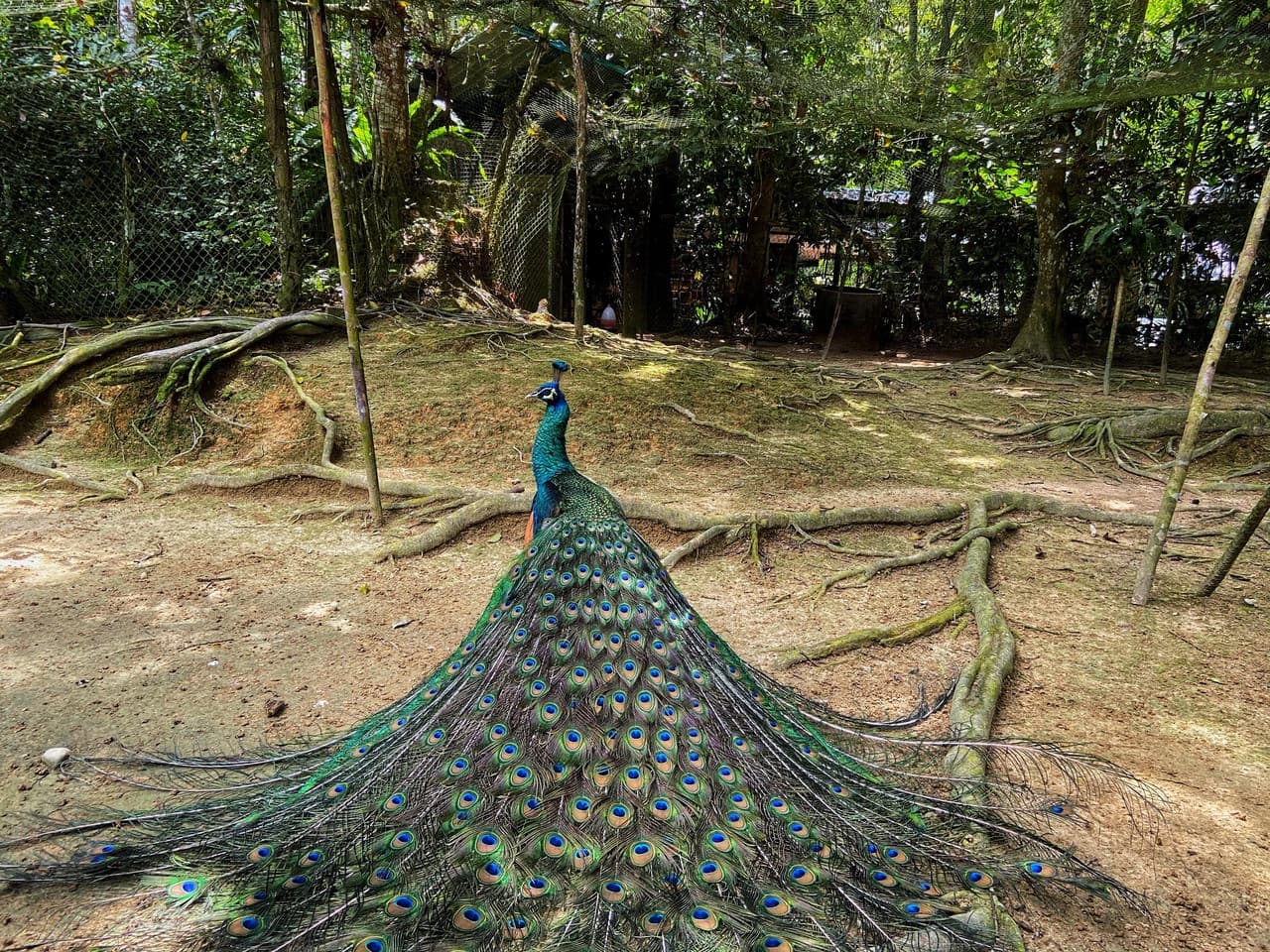 Batu Caves and Kuala Gandah Elephant Sanctuary Full-Day Tour from Kuala Lumpur - image 12
