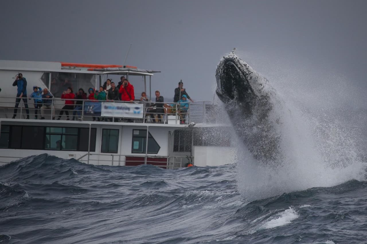 Sydney Whale Watching Cruise with Breakfast or Lunch with Sydney Princess Cruises - imagen 9