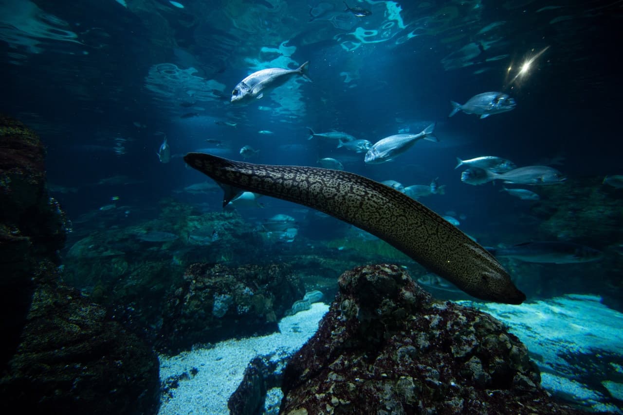 Entrada para el Acuario de Barcelona - imagen 8