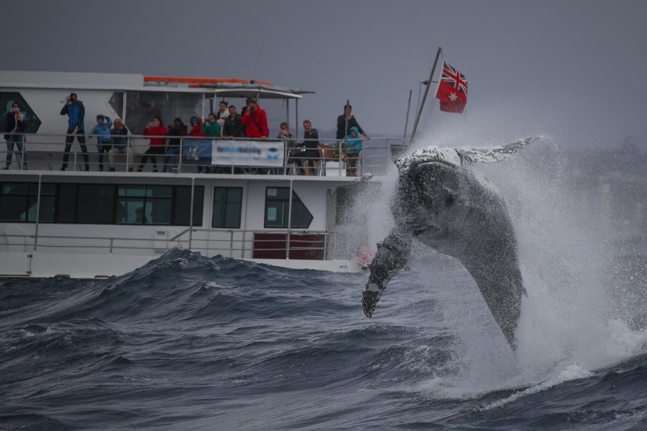 Sydney Whale Watching Cruise with Breakfast or Lunch with Sydney Princess Cruises - image 8