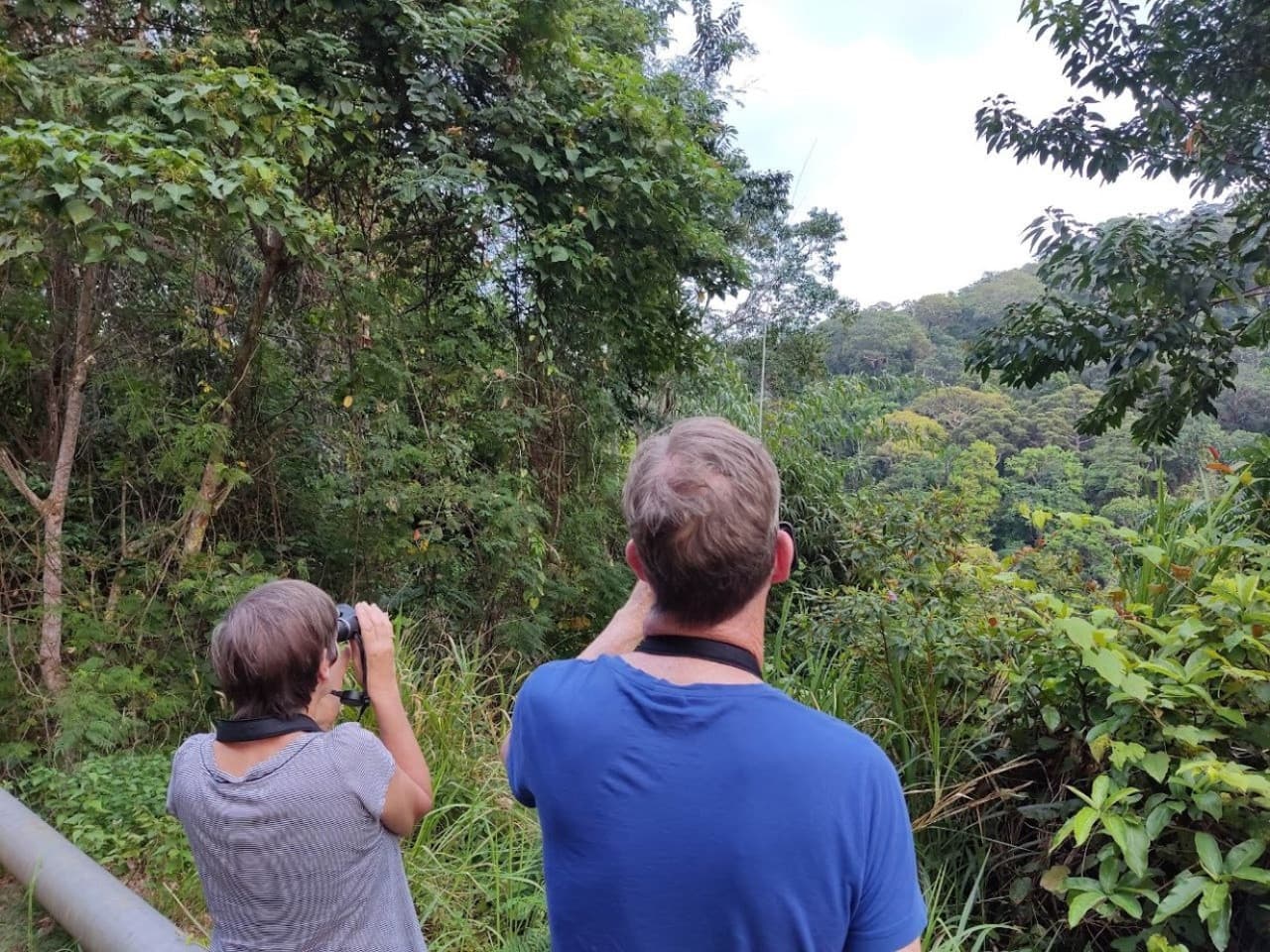 Tour de avistamiento de aves en Langkawi - Medio día - imagen 6