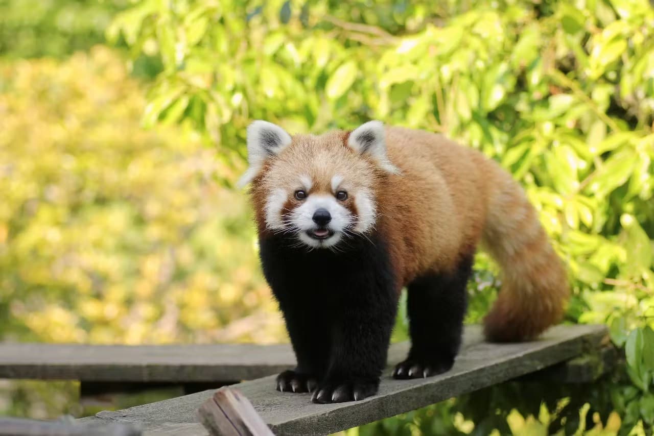Ishikawa Zoo Ticket - main image