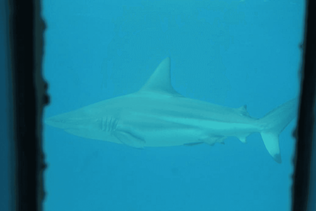 Okinawa Miyakojima Undersea Park - image 12