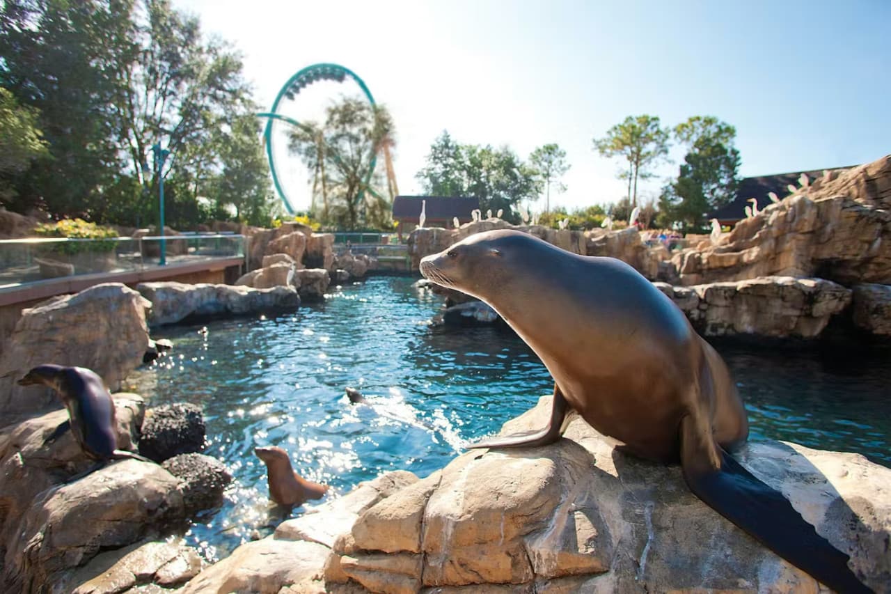SeaWorld Orlando Ticket: Direct Entry + Optional All-Day Dining Deal + Multi-Park Discount Ticket - image 14