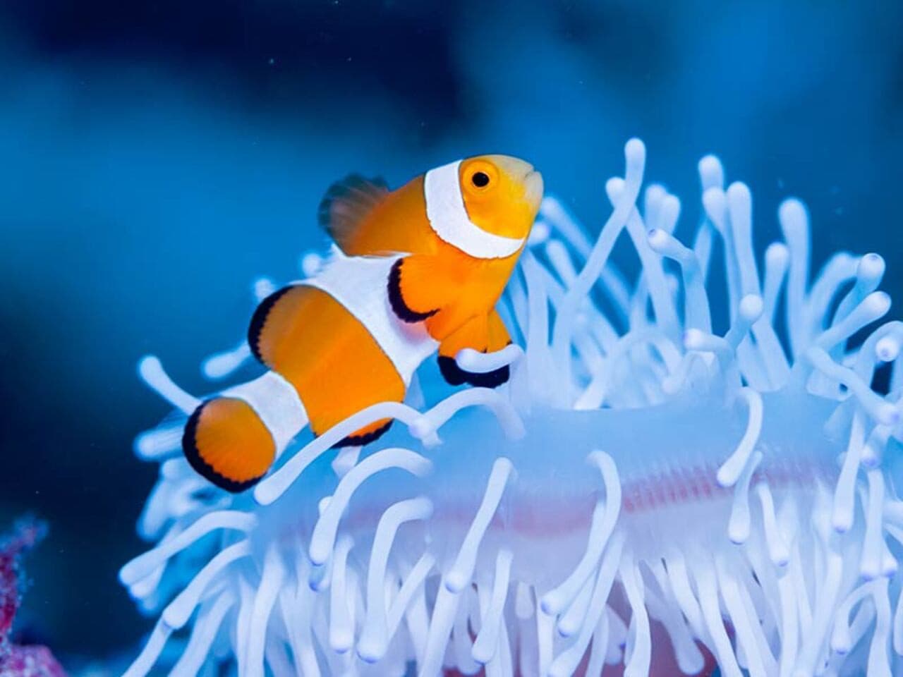 Okinawa Miyakojima Undersea Park - image 8