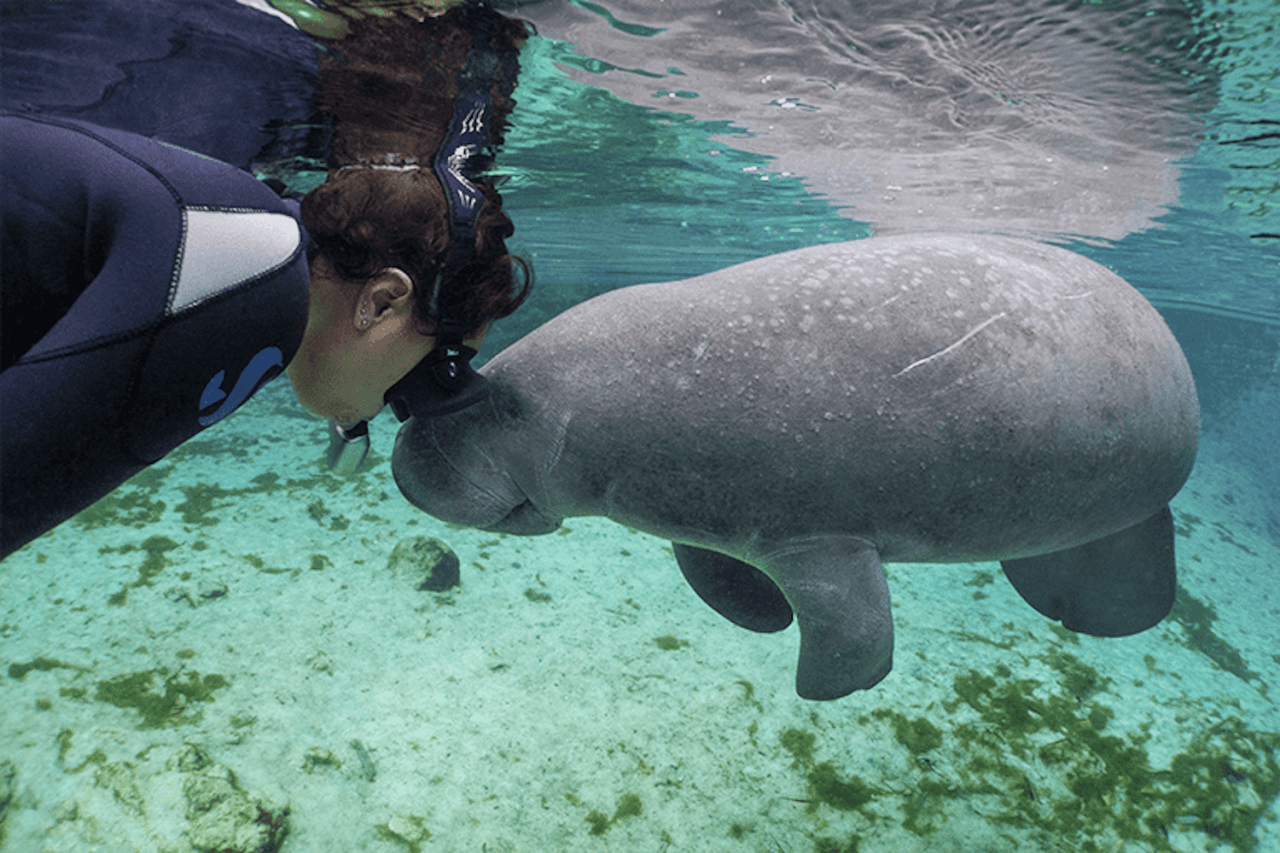 Florida Nature Coast Tour: Crystal River with Manatees Snorkelling, Homosassa State Park - imagen 2