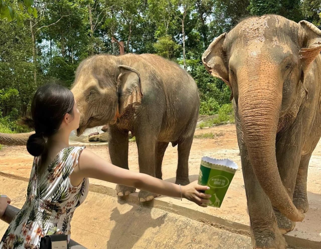 Entrada para Vinpearl Safari Phu Quoc - imagen 13
