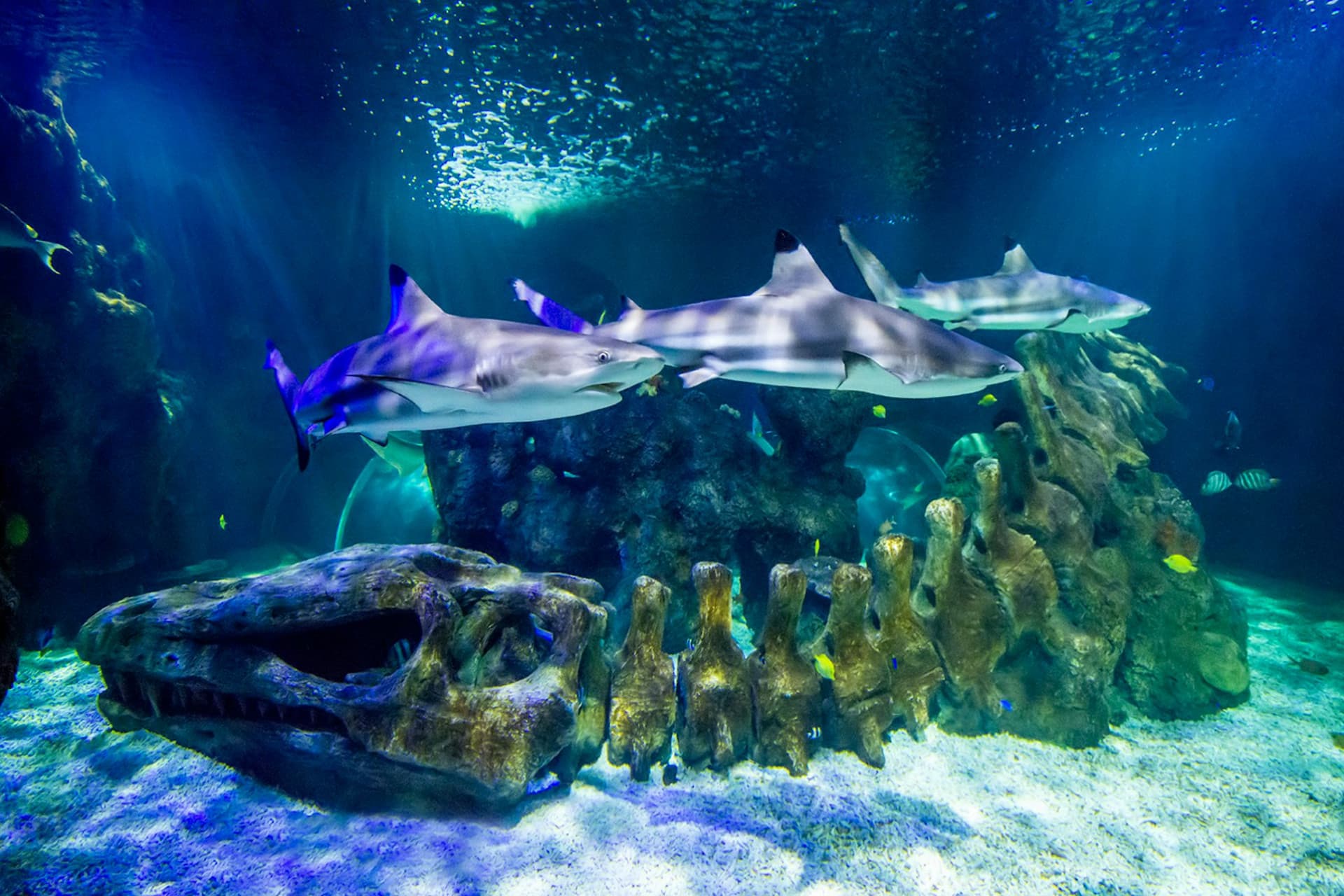 SEA LIFE Benalmádena Ticket - image 4