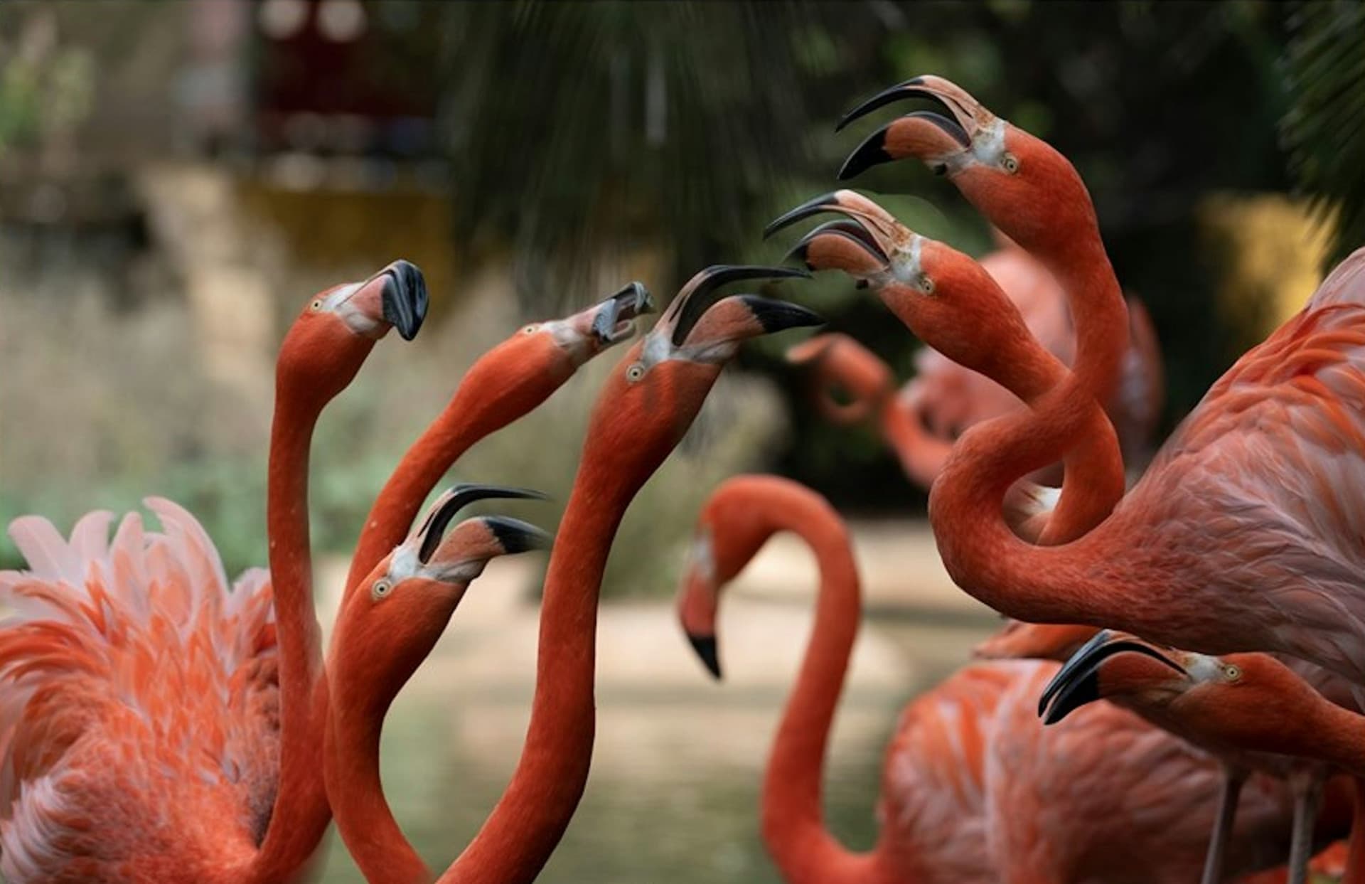 Lagos Zoo Ticket - image 3