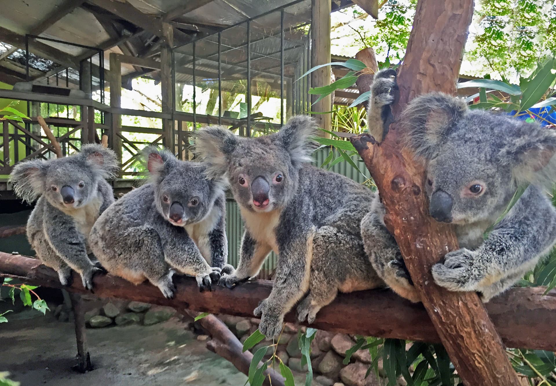 Kuranda Rainforestation Nature Park Full-Day Tour from Cairns with Kuranda Scenic Railway - image 11