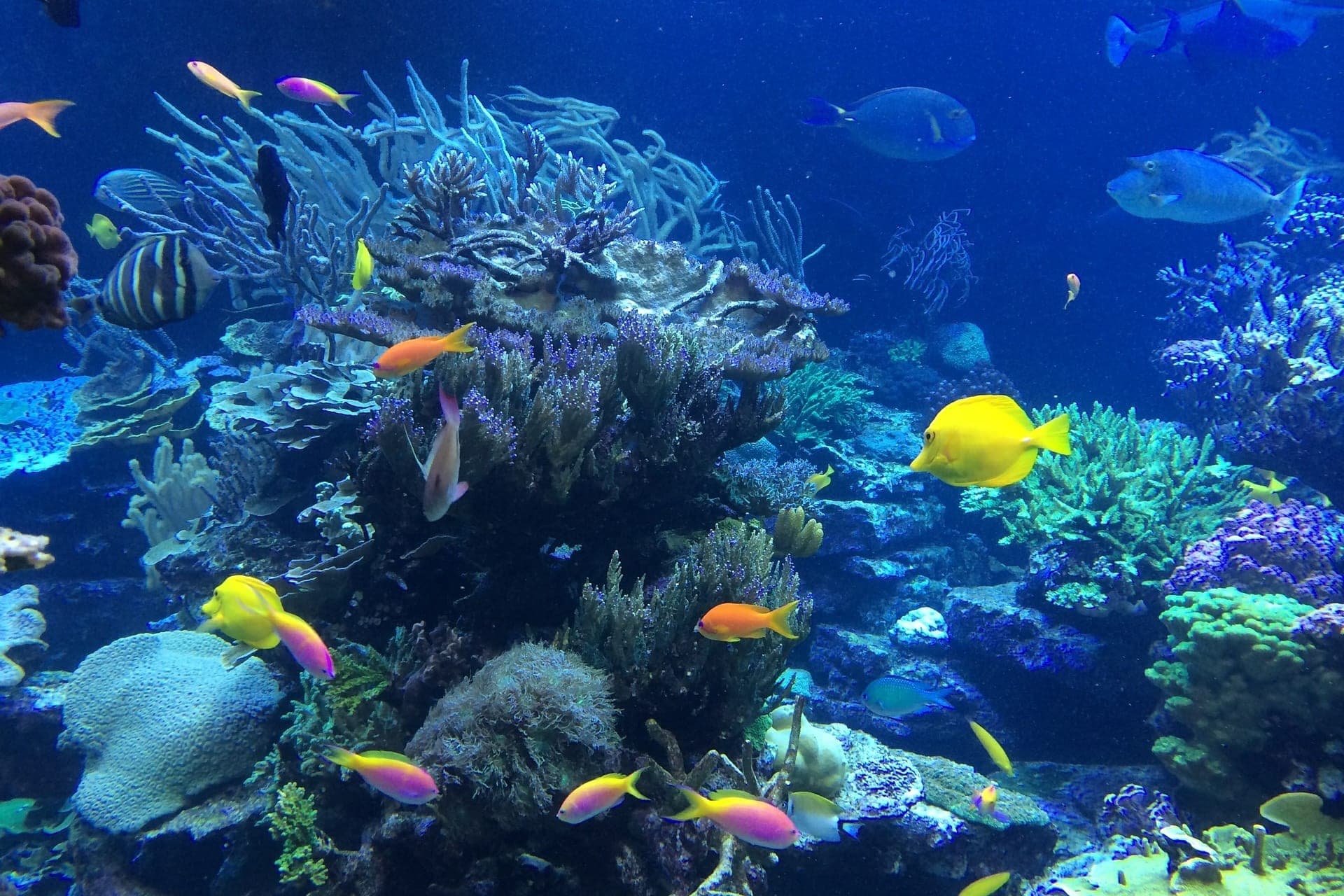 Key West: 3hr Snorkeling Experience with Unlimited Drinks - image 3