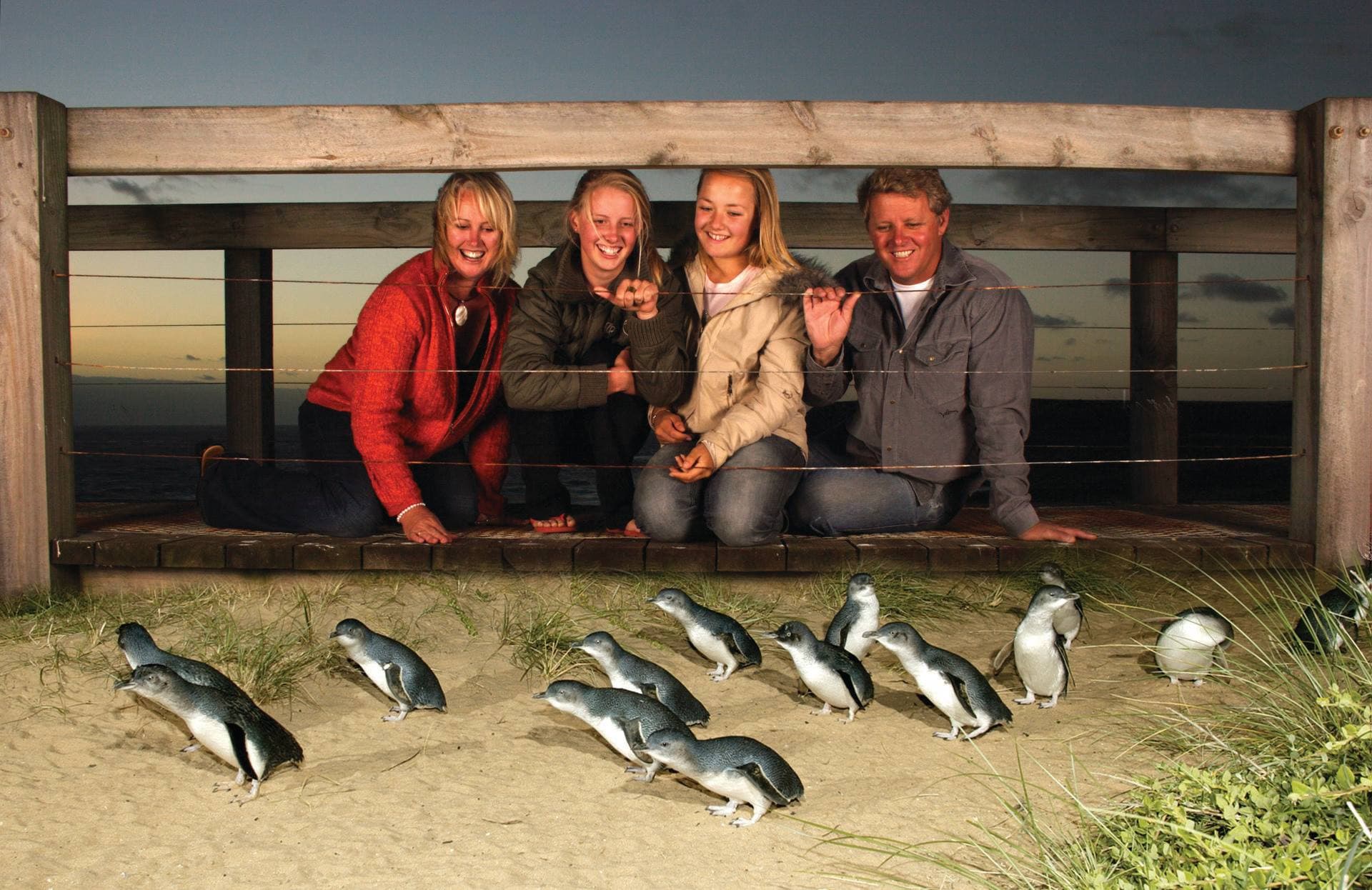 Phillip Island Nature Parks - Three-Park Pass - image 4