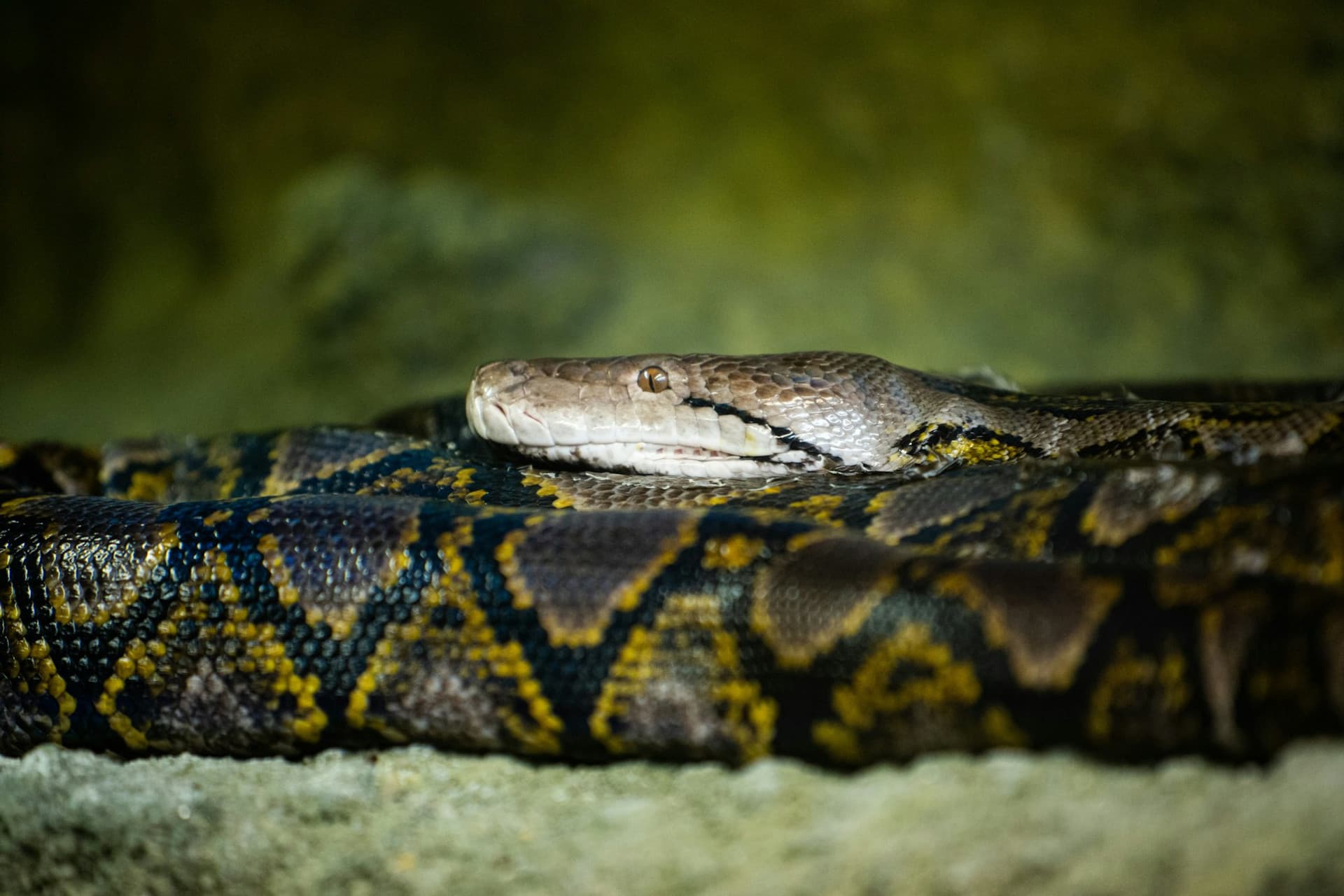 Zoo Santo Inácio Ticket - image 15