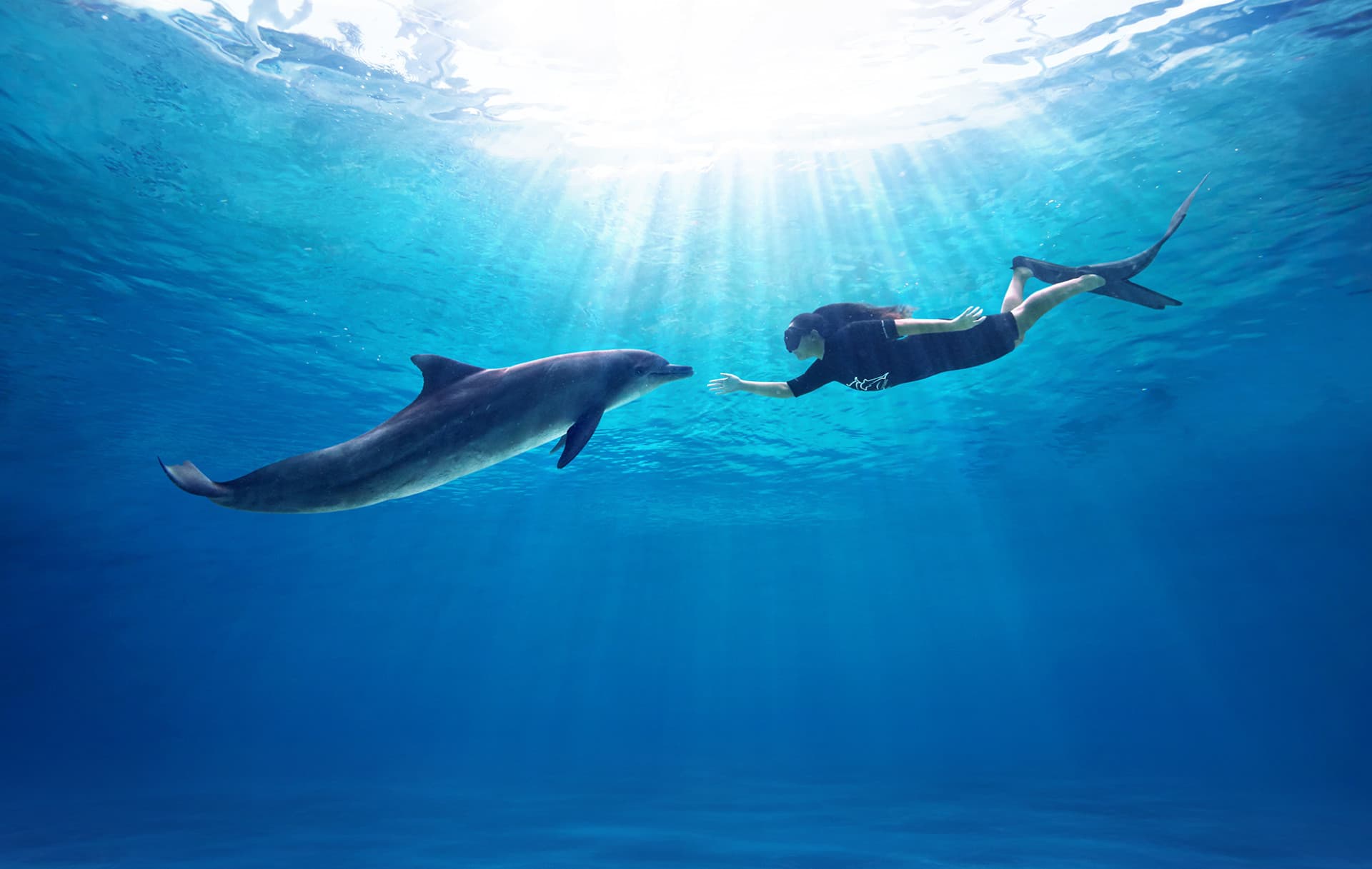 Dolphin Experiences at Marine Mammal Habitat Sentosa - main image