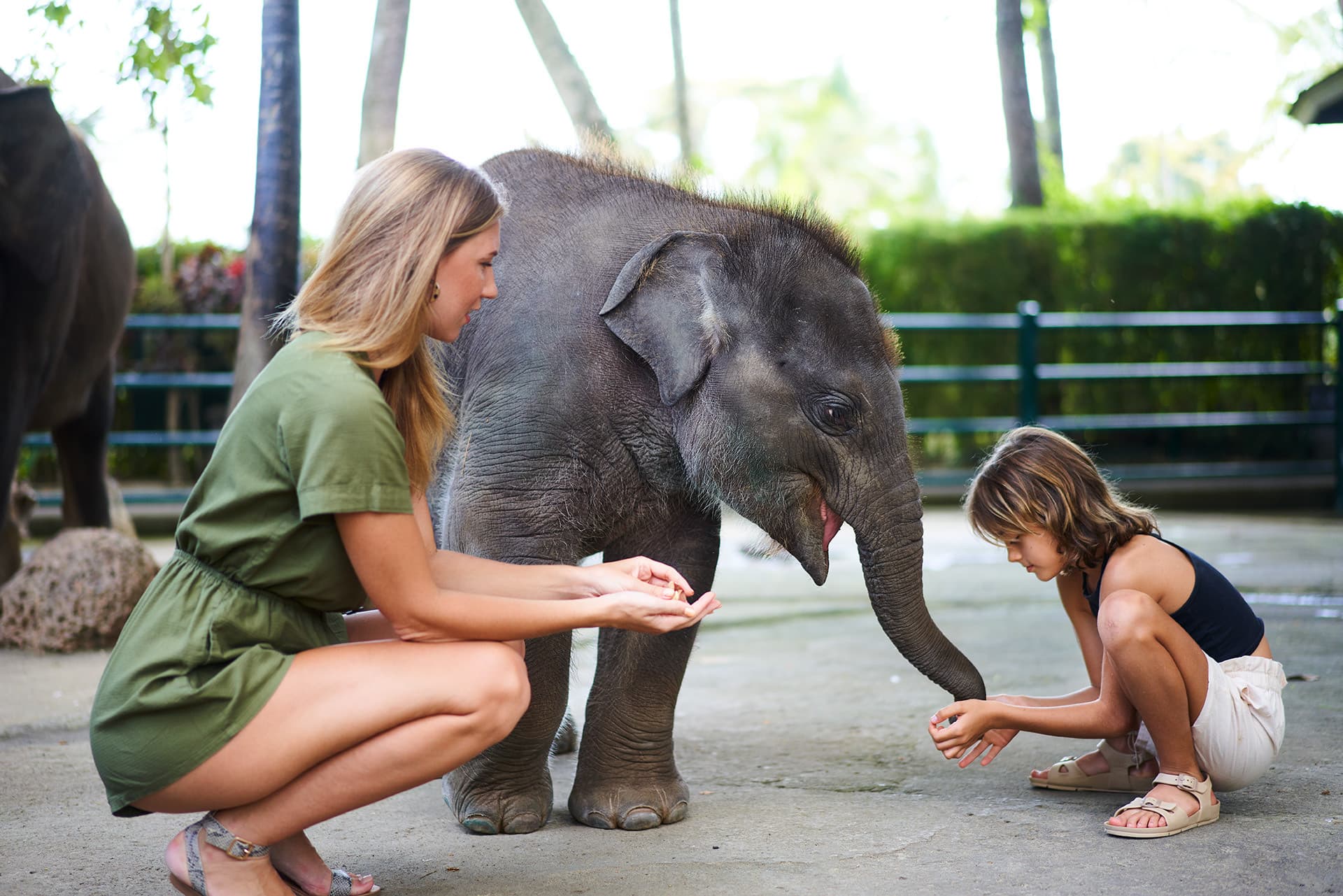 Mason Elephant Park Bali de Mason Adventures (anteriormente conocido como Elephant Safari Park) - imagen principal
