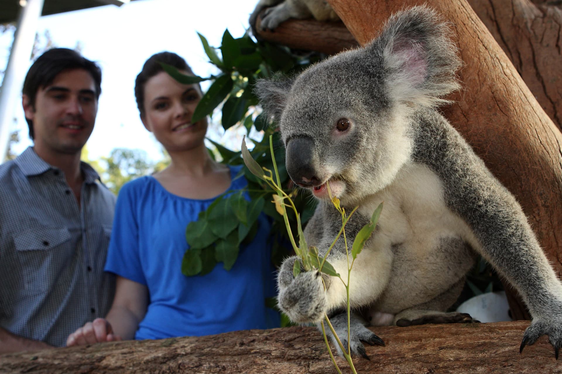Go City Sydney All-Inclusive Pass: Save up to 50% on Attractions - image 10