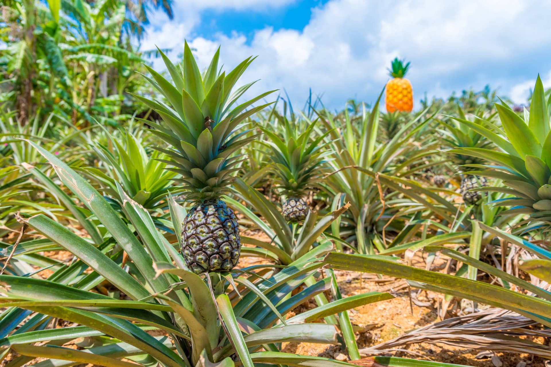 Okinawa Nago Pineapple Park - image 11