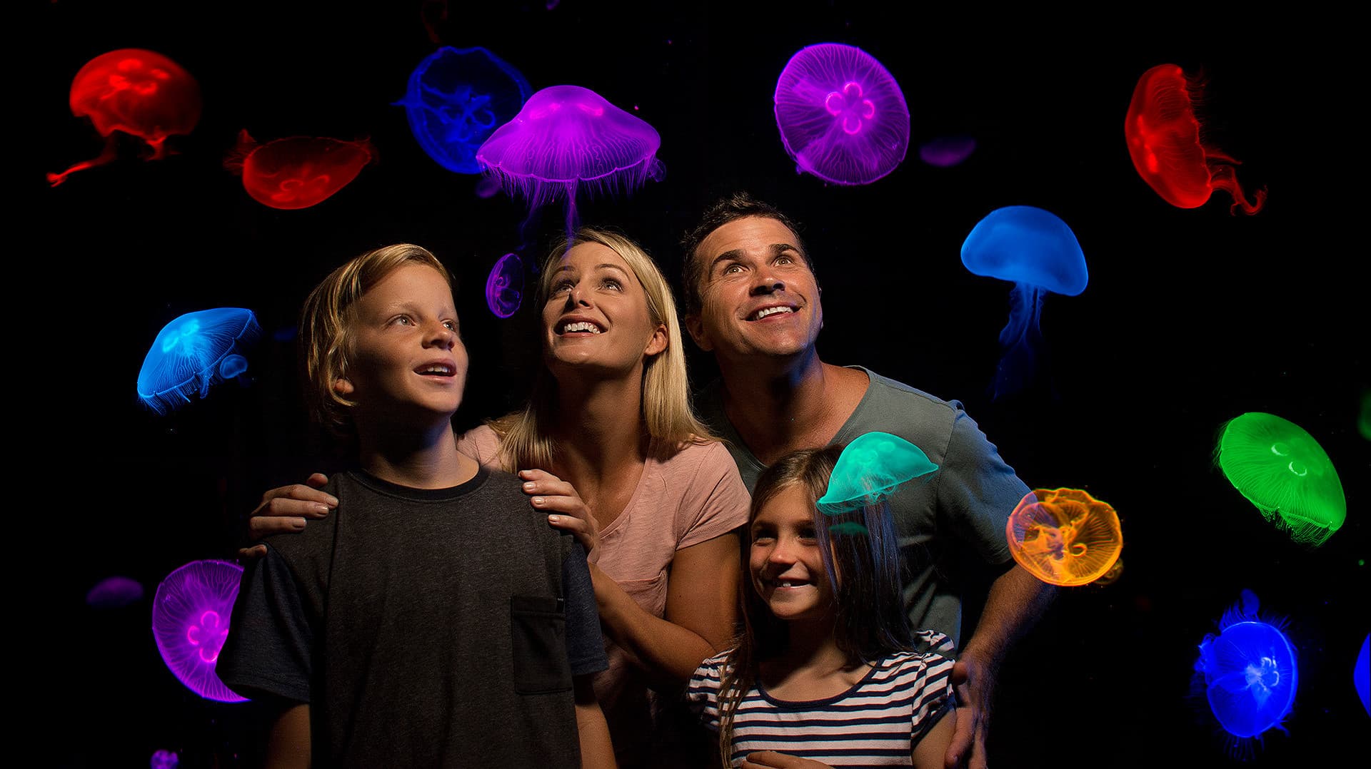 SEA LIFE Sunshine Coast Aquarium Direct Entry Ticket - image 3