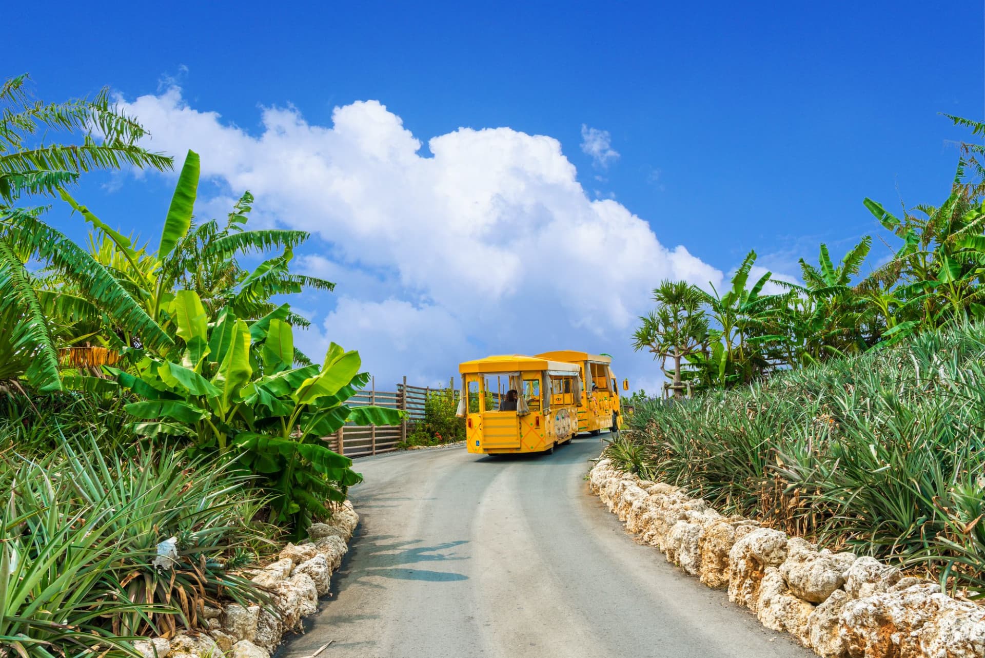 Okinawa Nago Pineapple Park - image 7