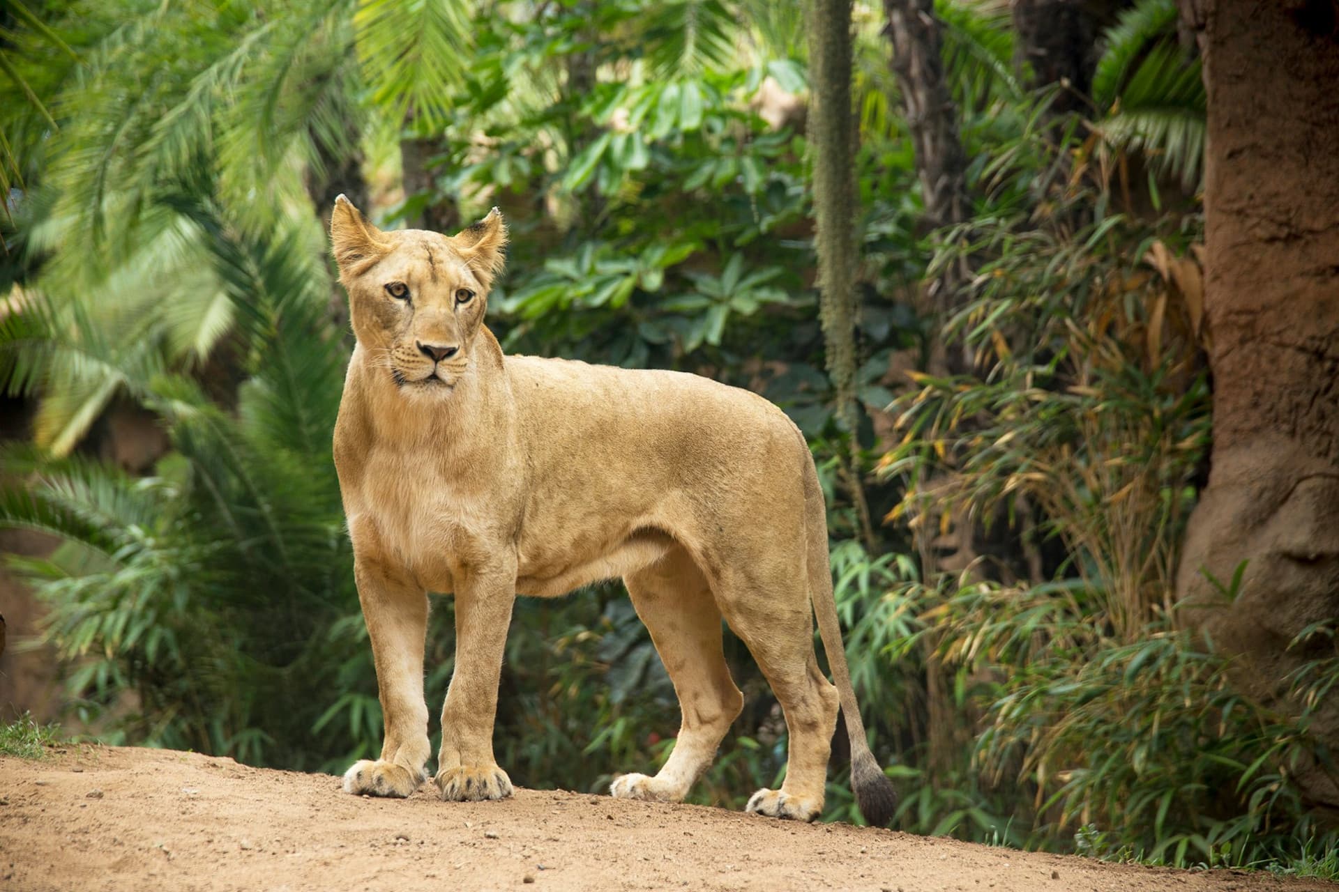 Loro Parque Ticket - image 11