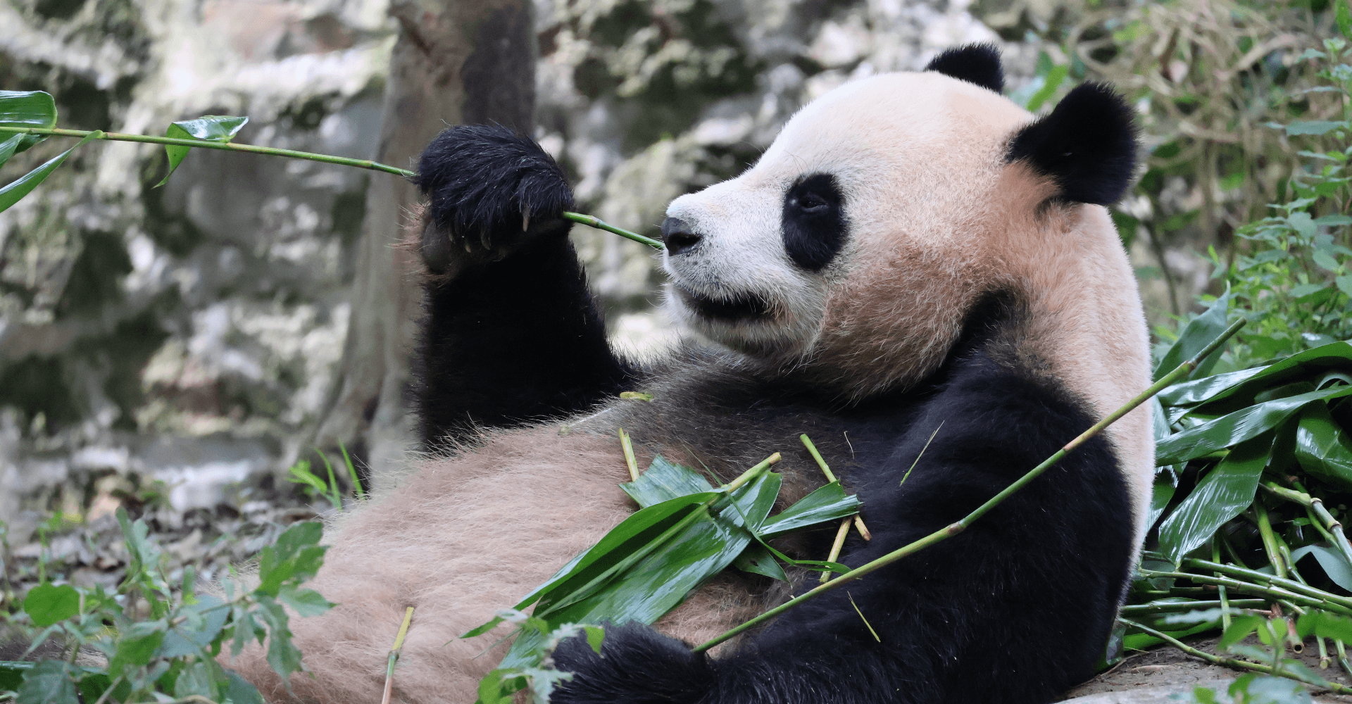 Ocean Park Hong Kong Ticket - image 10