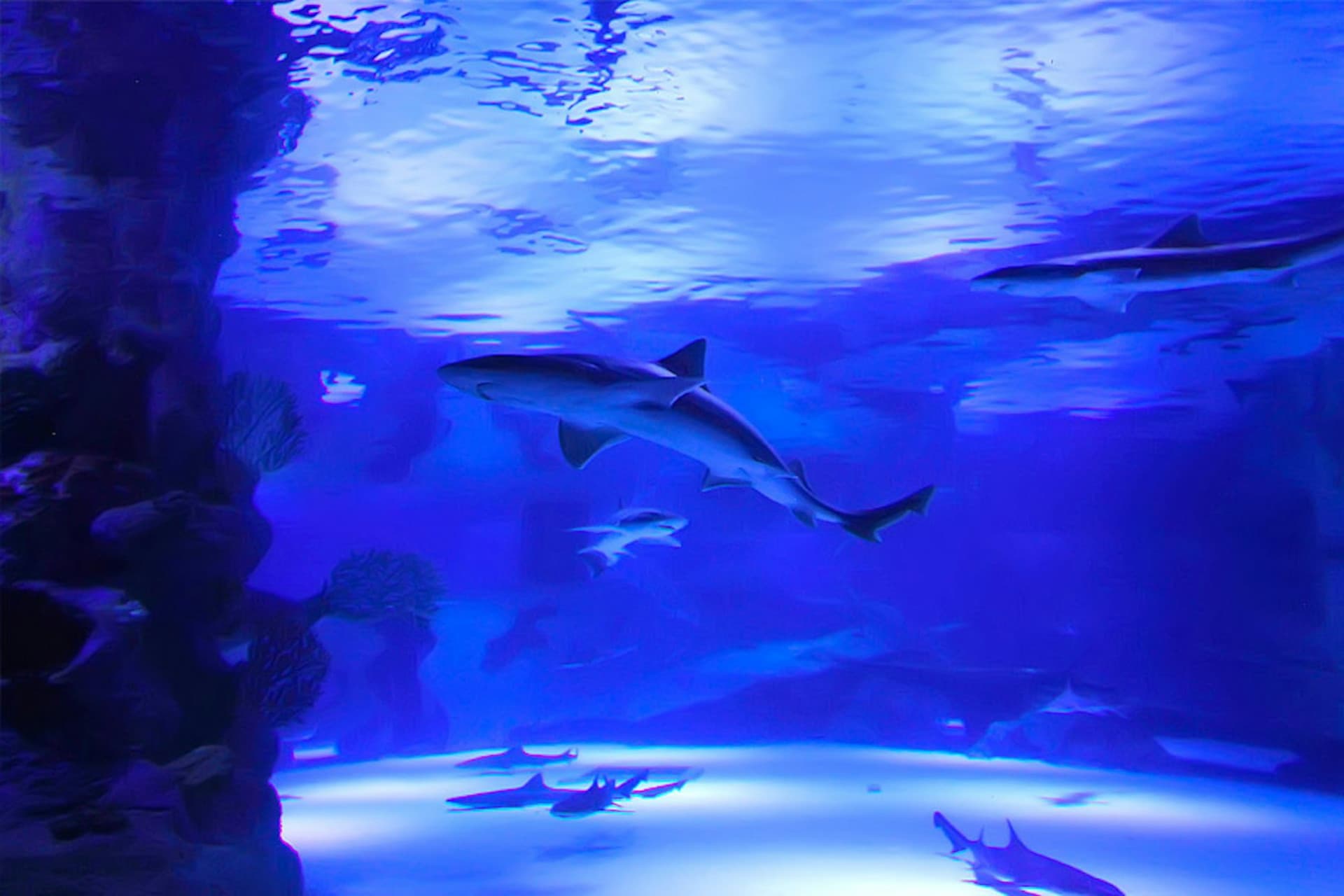 Antalya Aquarium and Face 2 Face Wax Museum Ticket - main image