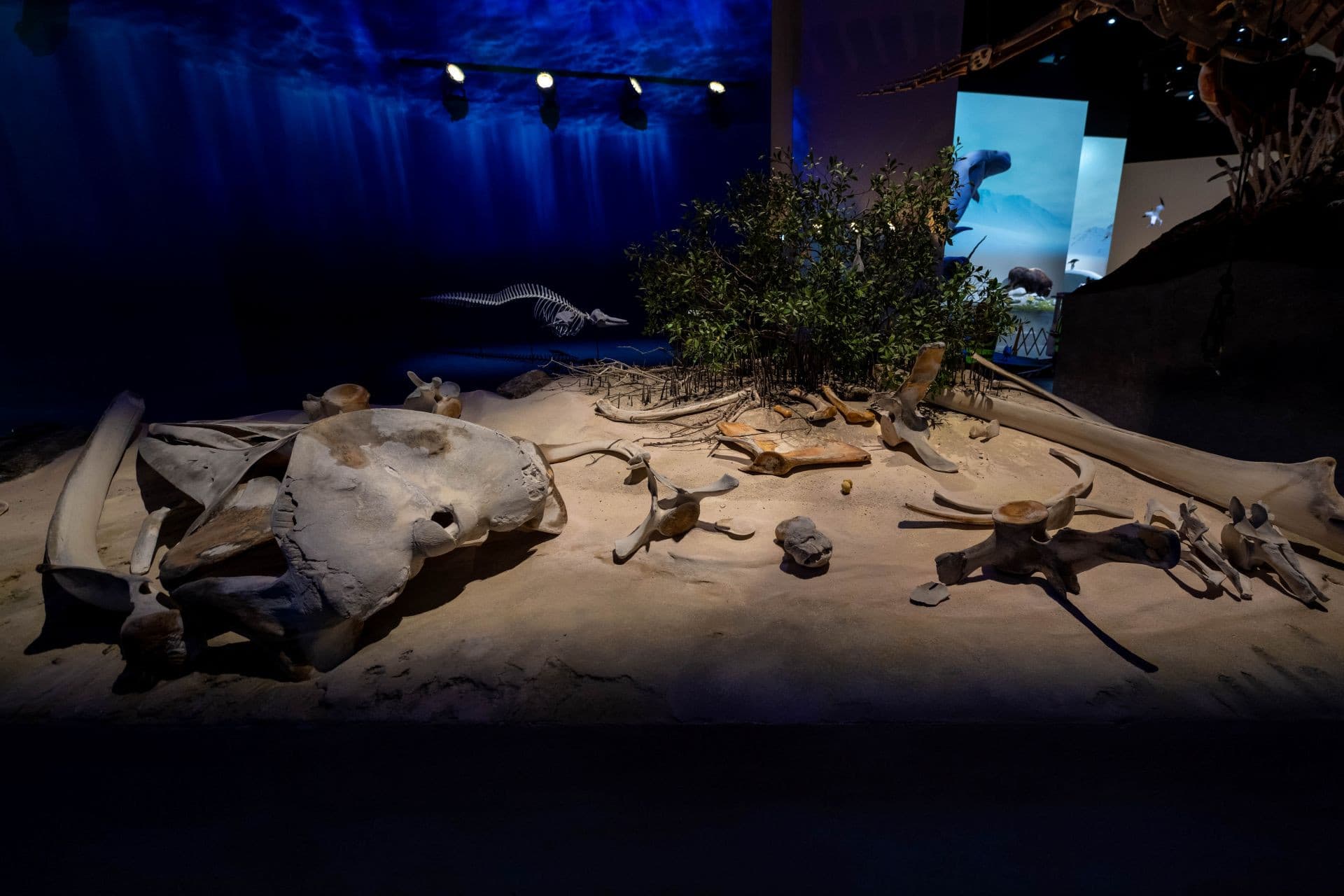 Natural History Museum Abu Dhabi Ticket - image 5