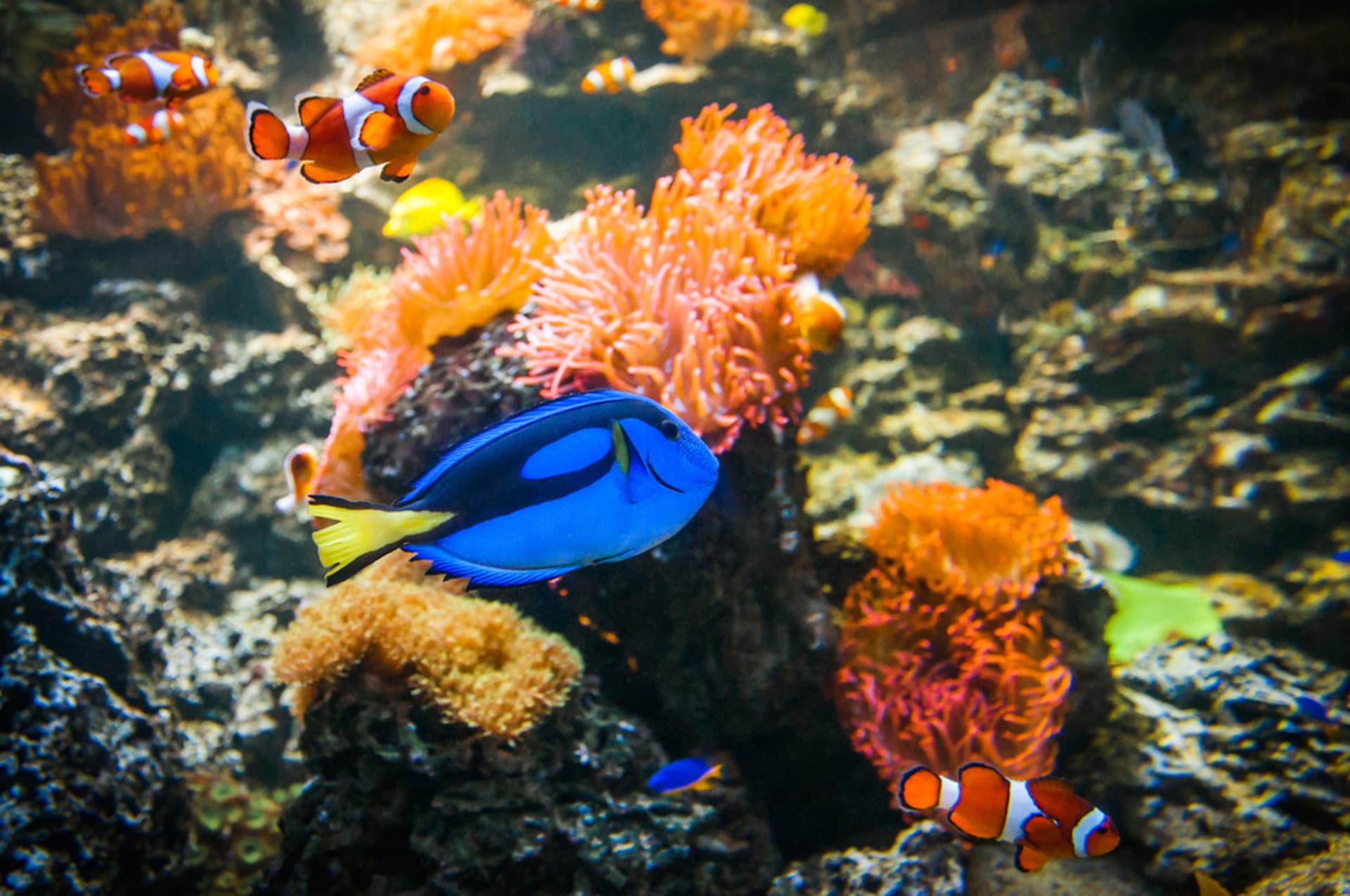 COMBO: Melbourne Skydeck + SEA LIFE Melbourne Aquarium Tickets - image 10