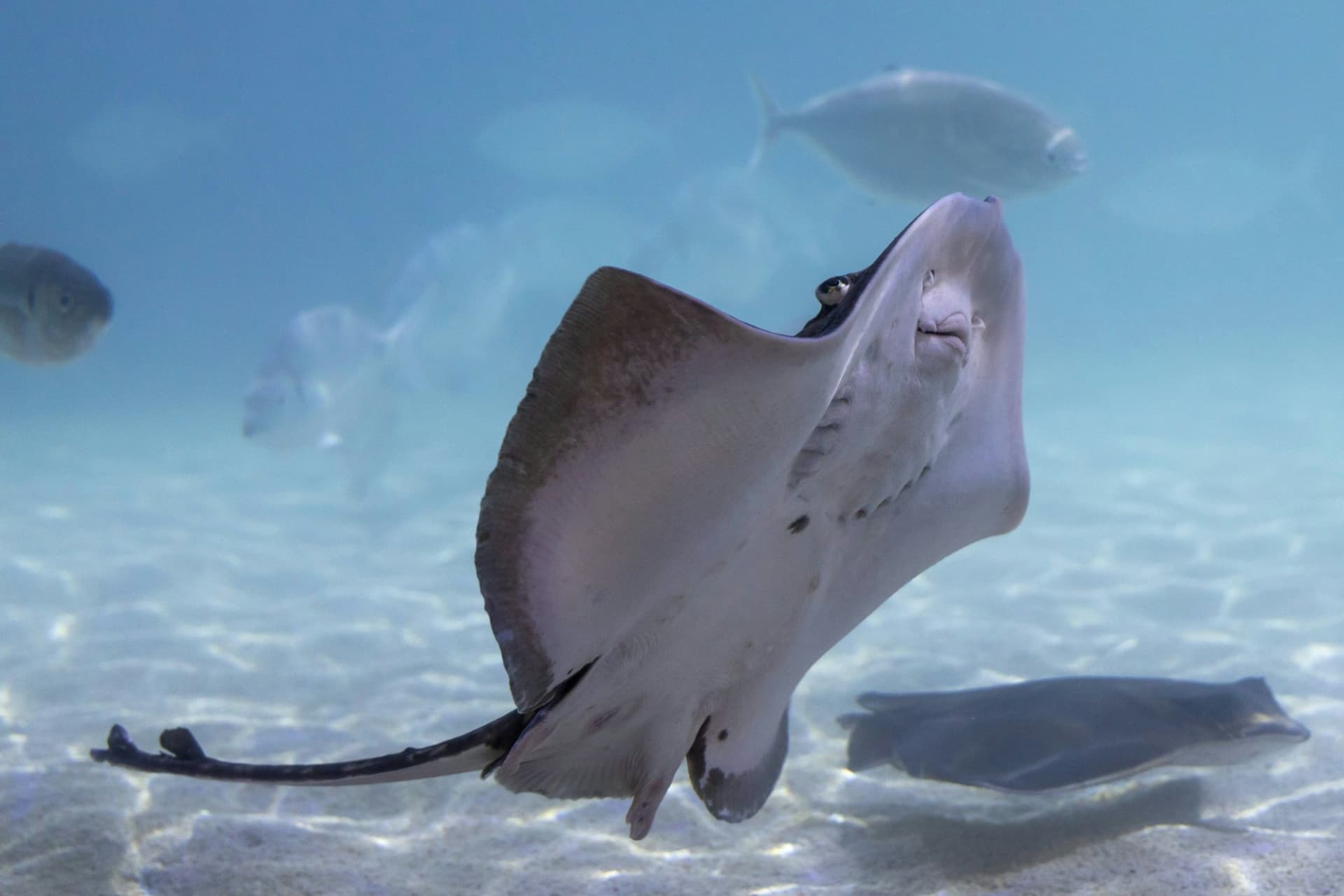 SEA LIFE Benalmádena Ticket - image 6