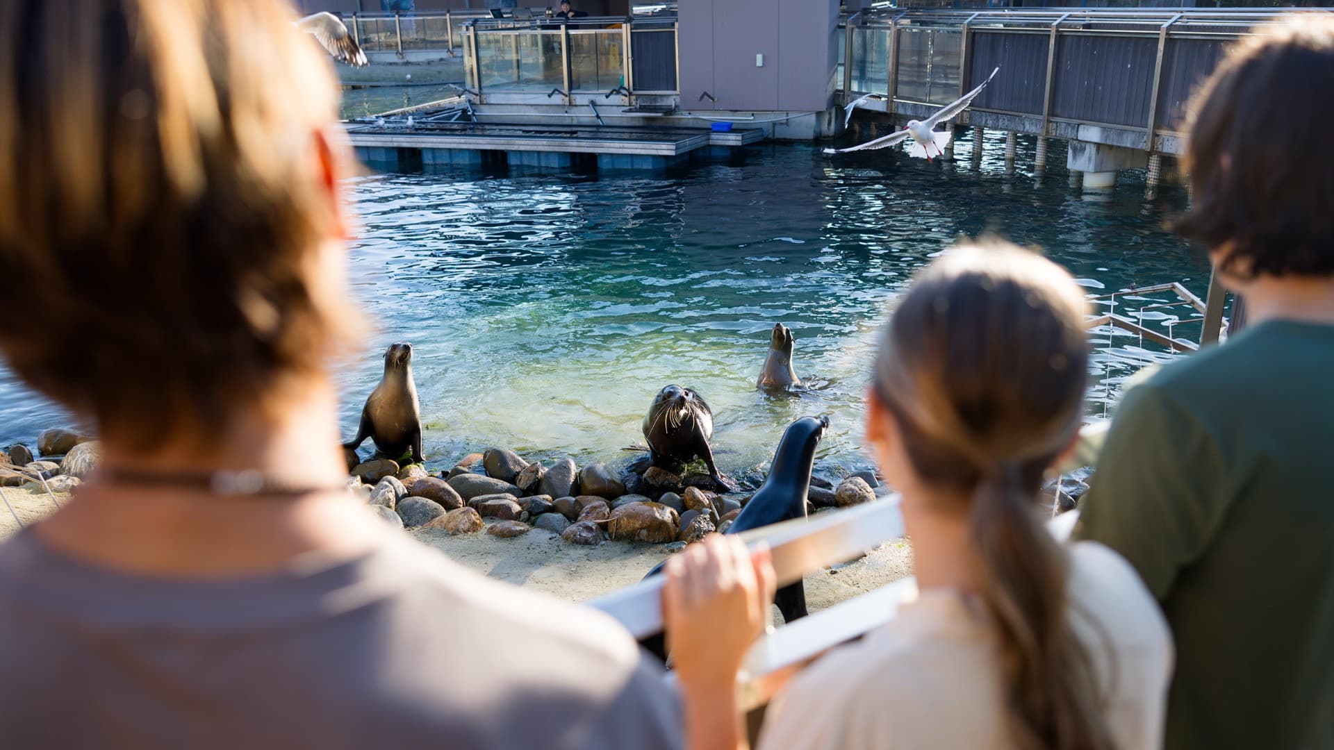 Entrada a Sea World Gold Coast - imagen 12