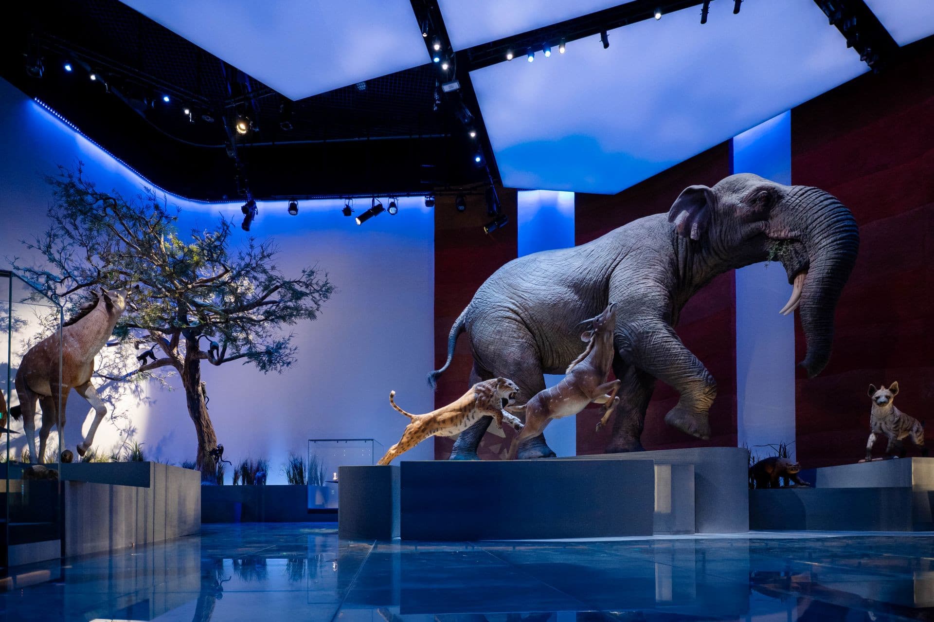 Museum Pass: Zayed National Museum + Natural History Museum + Louvre Abu Dhabi Tickets - image 9