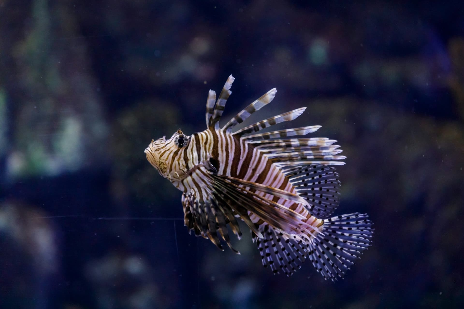 Atlantis Aquarium Madrid Ticket - image 10