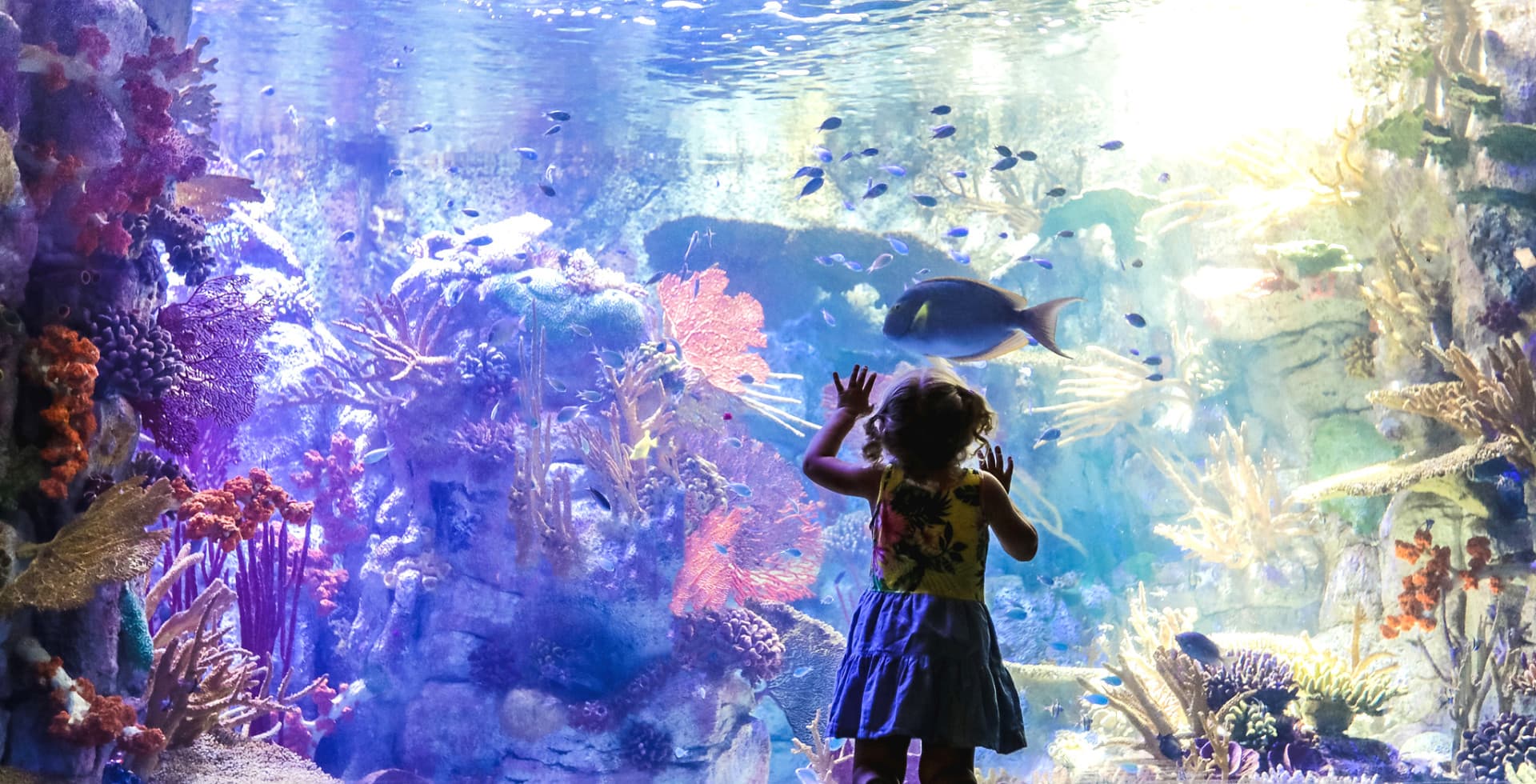 Go City San Diego All-Inclusive Pass: Save Up to 50% on Attractions - image 2