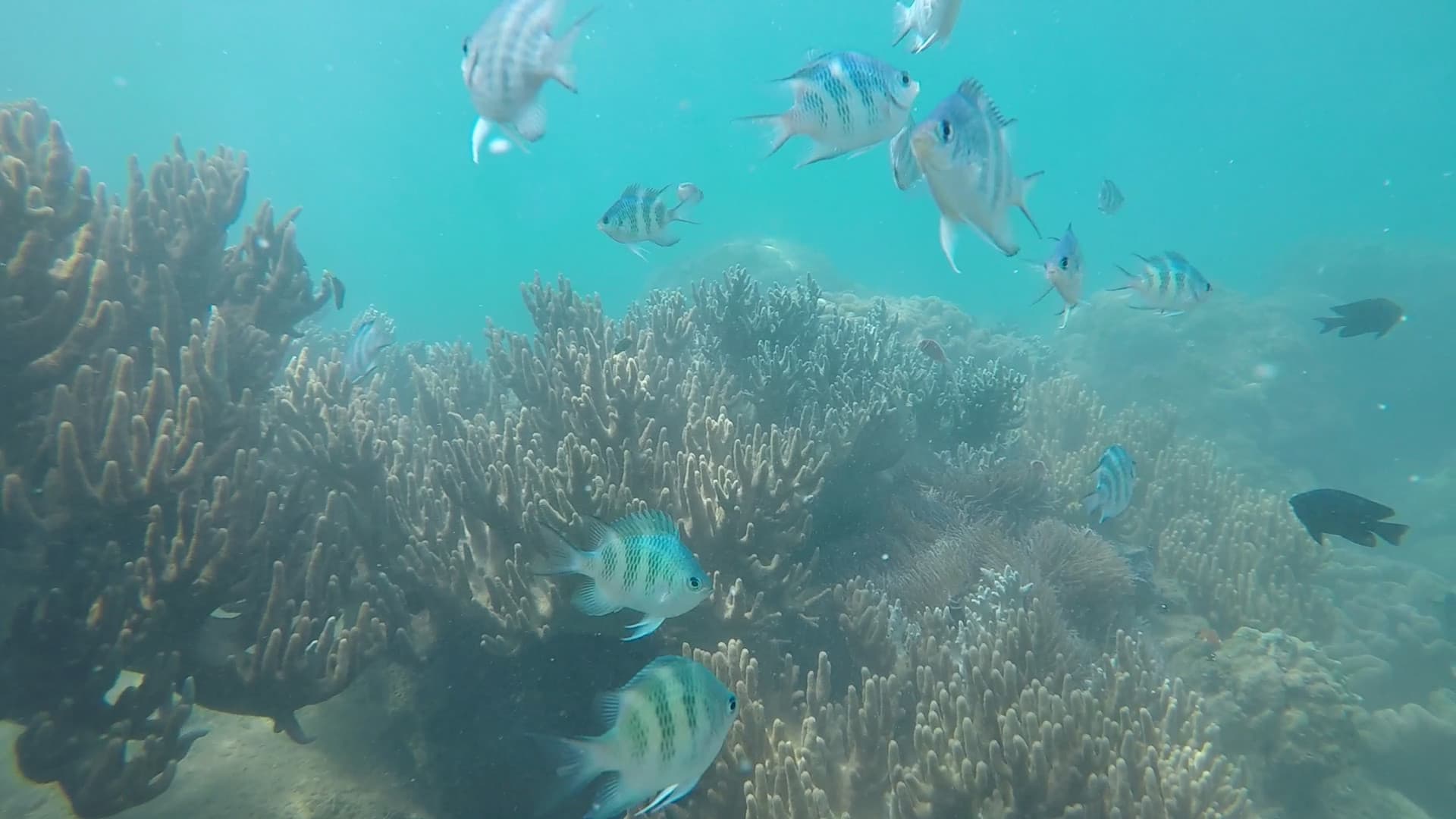 Cham Islands Underwater Walking and Snorkelling Half-Day Tour from Da Nang - image 9
